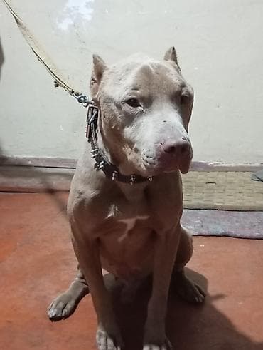 qaz balasi nece gune cixir: Pitbul, 2 il, Erkek, Ödənişli çatdırılma — 6