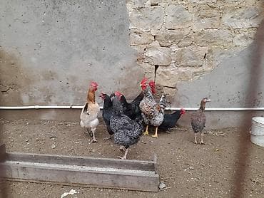 Balıqlar: Toyuq, Damazlıq — 4