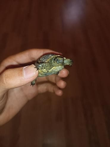 Птицы: Salam tısbağa balası satılır bu sentyabr ayında çıxıb.Son 1 ədəd — 2