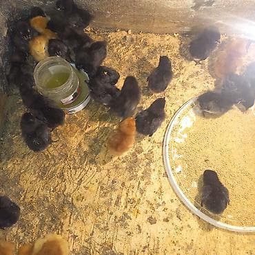 iran quslari: Toyuq cücələri, Ətlik — 3