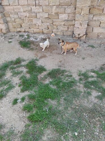 ən gözəl it adları: 3 ay, Dişi, Sənədli, Ünvandan götürmə — 2