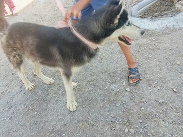 itlər pekines: Кангал, 1 месяц, Самец — 1