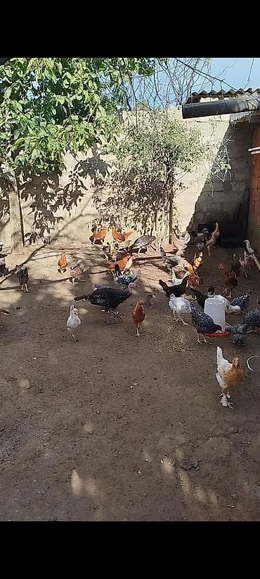 kend colpaları: 4 ayının içində olan superaktiv kənd çolpaları satılır, kəsməli təbbi — 4