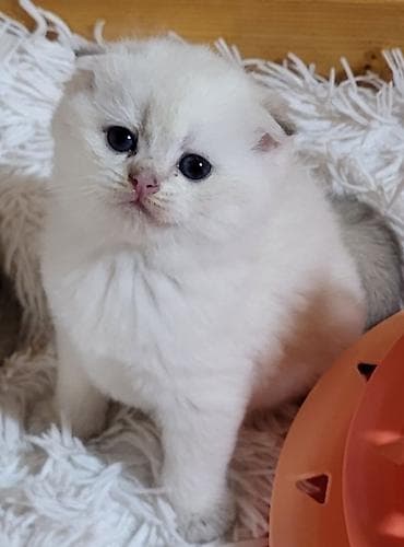 ana ari satisi: Şinşilla, Erkək, Dişi, Pulsuz çatdırılma — 9