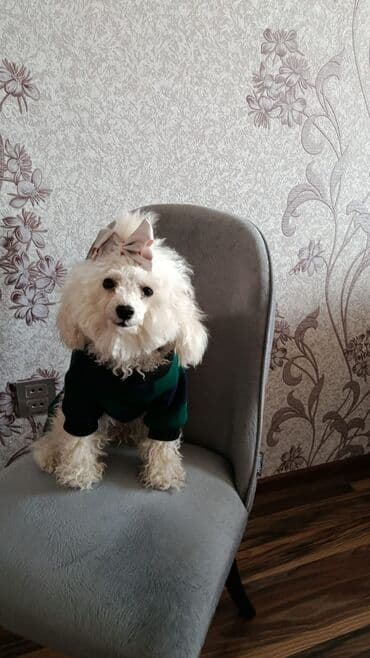 где можно купить собаку мальтипу: Maltipoo (mini) balası – ağ rəngli, qıvrım tüklü, kompakt ölçülü ev — 5