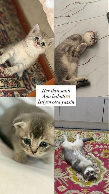 Şotlan qiymet de cox serfeli cox agıllı pişiklerdi elaqe 0776122161 lalafo.az -da Şotlan qiymet de cox serfeli cox agıllı pişiklerdi elaqe 0776122161