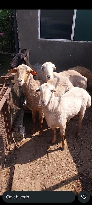 tap az ev heyvanlari: Qurbanlıq üçün qoyunlar erkekdi. 4dude klq 30 dan coxdu 1 denesi 500 — 2