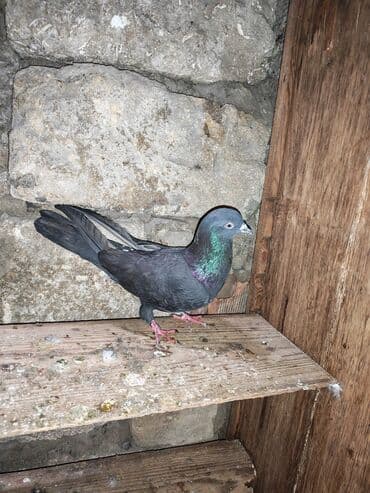 yasil bas ordek: Qara rəngdə göyərçin - Növ: ev göyərçini - Rəng: qara (boyun və — 2