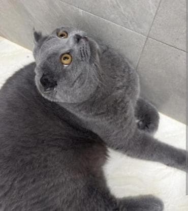 pişim: Gözəl boz tüklü balaca pişik balaları - Cins: qısa tüklü, bərk və sıx — 7