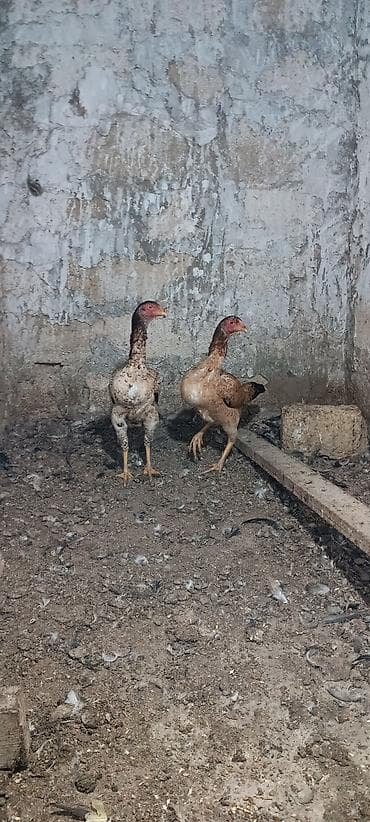 col toyuğu: Toyuq, Damazlıq — 3