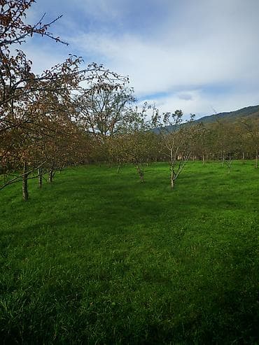 zaqatalada satilan evler: Kənd təsərrüfatı — 3