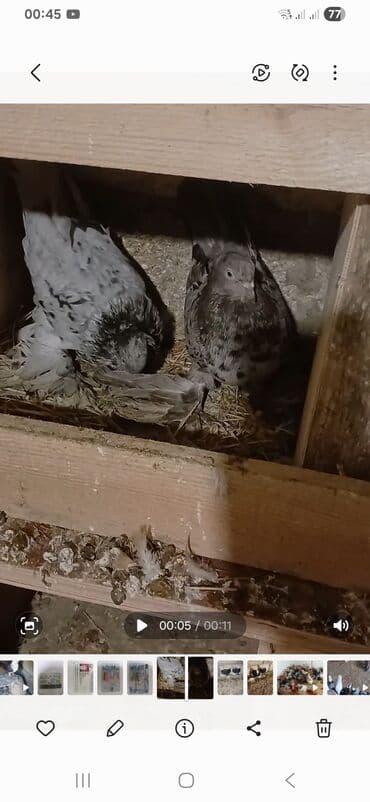 Göyərçinlər: Məhsul: Qab-qara və qırmızı-ağ rənglərdə ev göyərçinləri Təsvir: - — 5