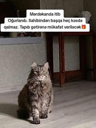 Elan: Itkin düşmüş pişik axtarılır Məkan: Mərdəkan Xüsusiyyətlər: -
