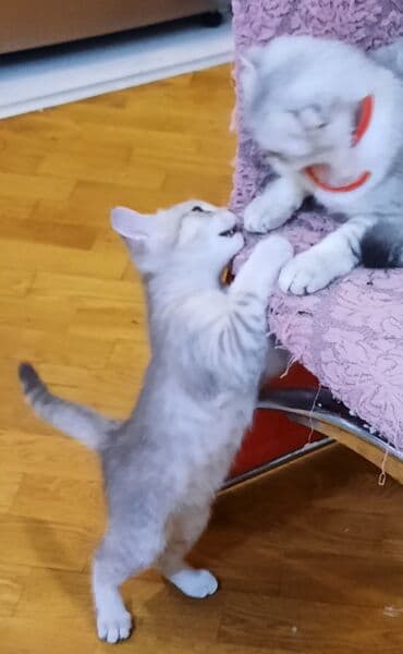 сколько стоят британские котята: Самка, В добрые руки, Самовывоз — 8