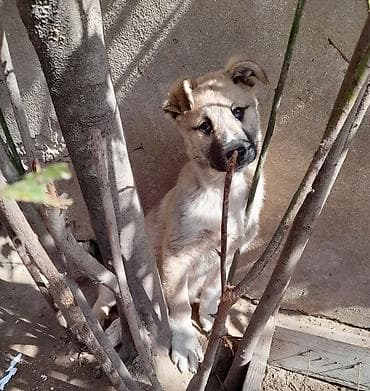 heyvan az: Peyvəndli — 1