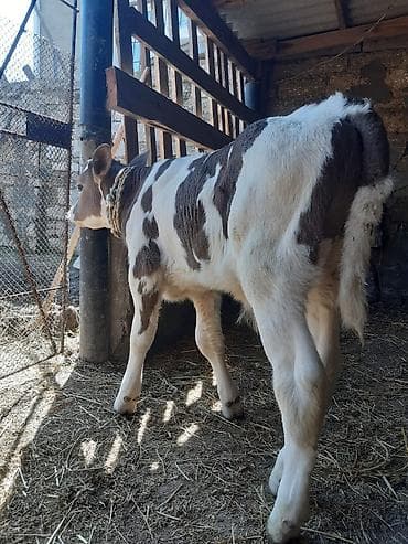 meymunlarin qiymeti: Birinci qarin ağ kiprik ivanovka balasi erkeydi 14 lt sud verir goy — 4