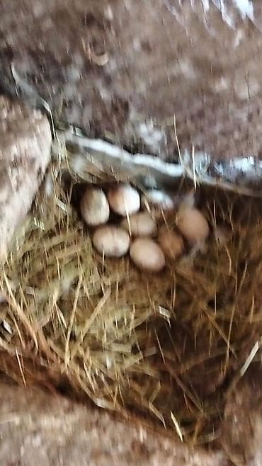 yumurta yagi: Ördək yumurtası - Təsvir: Şəkillərdə təsvir olunan, samanla — 10