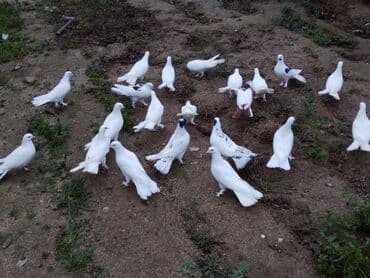 qu quşu: Enniquyruğlar satılır. Hazır Cütlərdə var təklərdə biri 20 manat sec — 3