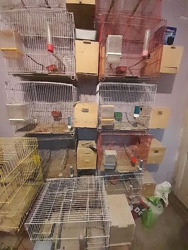 Gəmiricilər: Iran qefesi akilli yemqabi yuva folluq su qabi dest halda 10 manat — 2