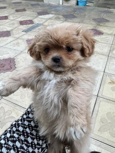 it cütləşdirmək: Pekines, 2 ay — 8