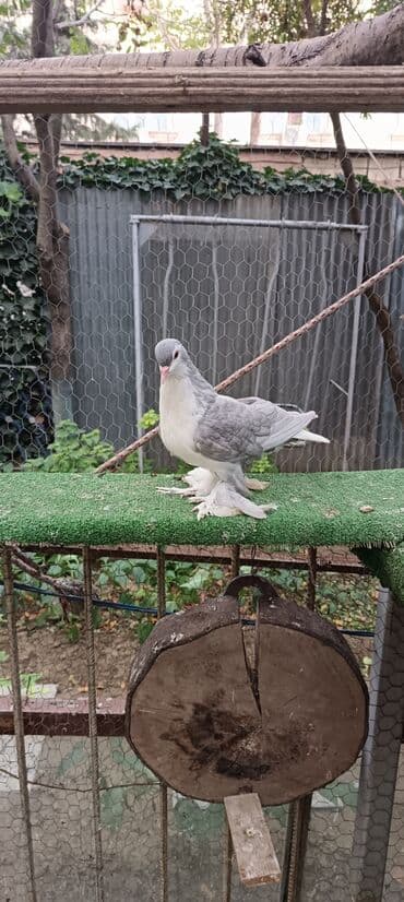 goyercin yuvasi satilir: 1cut delfin sahiblendirilir Yasamaldadi - Növ: dekorativ — 5