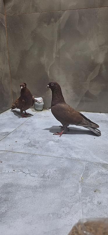 goyərcin yumurta: Cütdülər yumurtaya döyüllər Xüsusiyyətlər: - Növ: Ev/şou tipli — 4