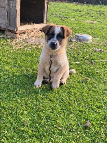 basenc itləri: Alabay, 1 ay, Erkek, Cütləşmə üçün, Ünvandan götürmə — 9
