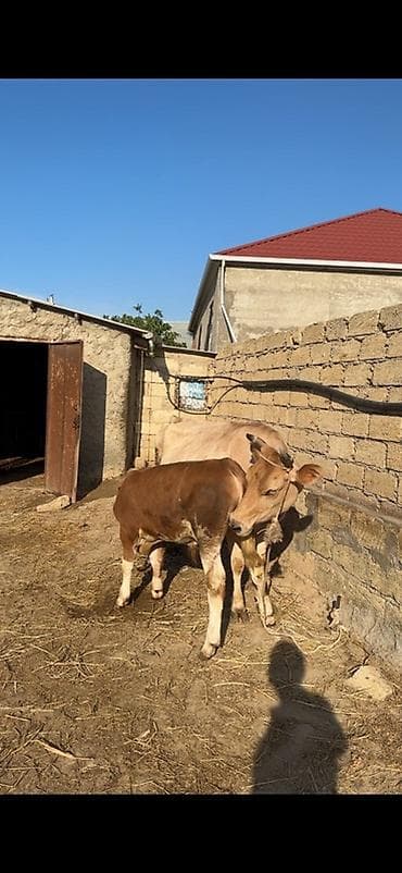 afcarka bala: Erkək simmental balalı inək satılır. Bala süni mayalanmadan olub. 4 — 6