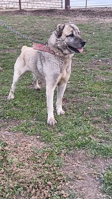 Kanqal, 5 il, Erkek, Peyvəndli, Ünvandan götürmə lalafo.az -da Kanqal, 5 il, Erkek, Peyvəndli, Ünvandan götürmə