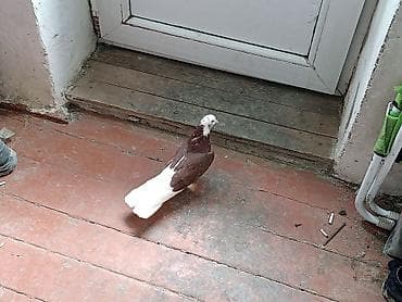 feniks quşu: Babayevisqi ağ baş ağ quruğ erkeydi 16_17 tük qiymət sondu ünvan — 2