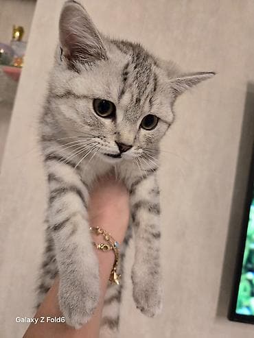 pişim: Britan, Pulsuz çatdırılma — 7