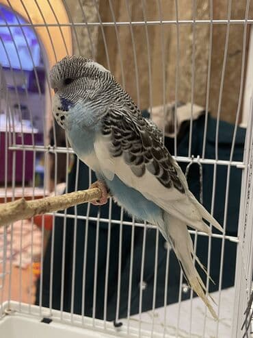 arı şəkilləri: Bülbül (dalmatin naxışlı, mavi-ağ rəng çaları) – əhliləşdirilmiş — 5