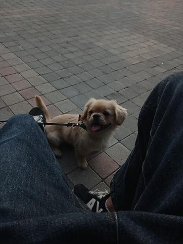 basenc itləri: Pekines — 1