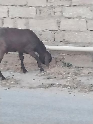 Qoyunlar, qoçlar: Saf qan təmiz hələb təkəsi, onnan dönmə çəpişlər, Ana-bala qoyunlar. 2 — 6