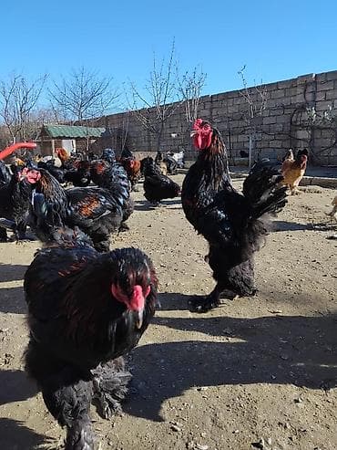 sultan papuqay satisi: Təmiz qan brama 7-12 aya qədər var 30-60 manata qədər qiymətlər — 3