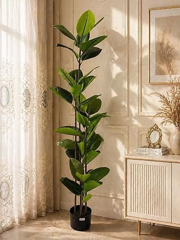 guller: Süni dekorativ kauçuk ağacı (Ficus elastica) – qapalı məkanlar üçün — 1