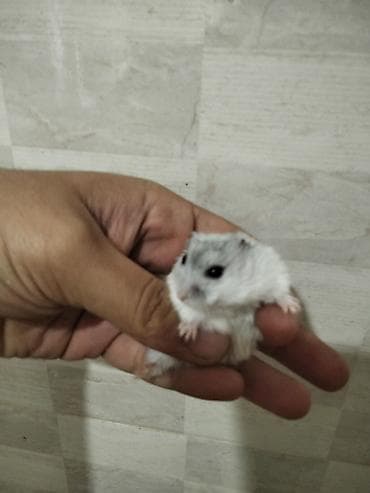 gəmirici: Məhsul: Cırtdan hamsterlər (Djungarian/campbell tipli) Rənglər: tam — 8