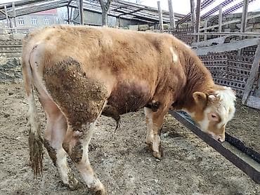 Simental tipli dana - Cins: Simental tipli, ətlik istiqamət - Rəng lalafo.az -da Simental tipli dana - Cins: Simental tipli, ətlik istiqamət - Rəng