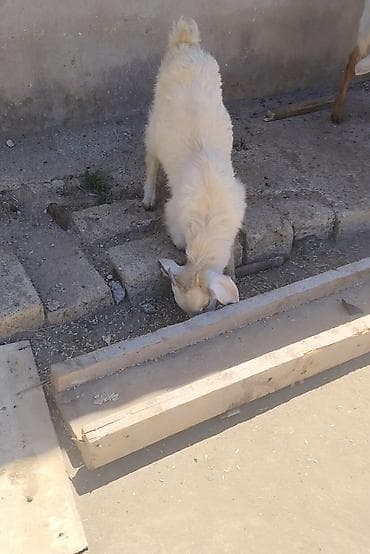 cin bıldırcını: Satılır: 1 ana keçi və 1 bala keçi (ağ rəngli). Xüsusiyyətlər: - Ana — 3