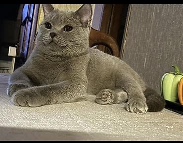 Şotland, Erkək, Cütləşmə üçün, Ödənişli çatdırılma