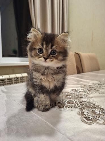 mingəcevir pişik: Yumaqlı tüklü, zolaqlı naxışlı balaca pişik balası. Xüsusiyyətlər: - — 1