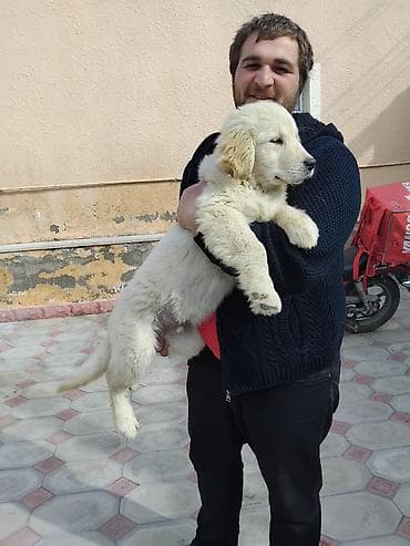 itler golden: Retriever, 5 ay, Erkek, Sənədli, Ünvandan götürmə, Ödənişli çatdırılma — 2