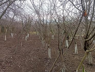 kiraye ev razide: Qala qəs. 5 otaqlı, 200 kv. m, Kredit yoxdur, Yeni təmirli — 3