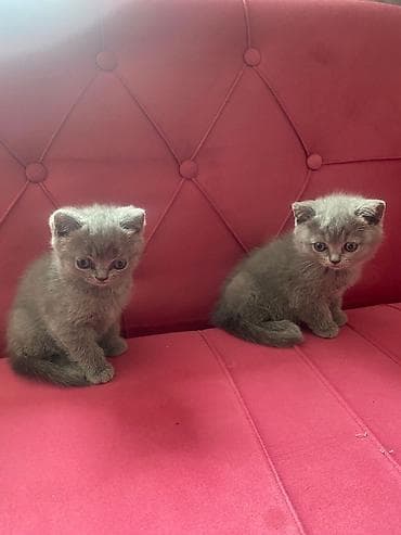 pişik siyam: Britan — 9