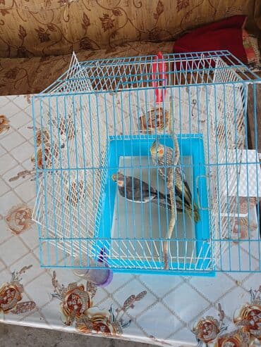 енот в баку купить: Razılaşma yolu ilə 4 ədədi qəfəslə yem birlikdə verilir — 4