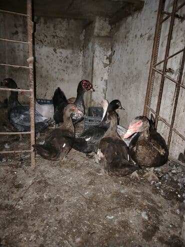 ördəyləri: Muscovy (indom) ördəkləri satılır. - Cins: Muscovy/indo - Rənglər — 1