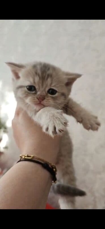 canavar şəkilləri: 100 ile 400 arasi cins saf qan saqlam pisiklerimiz var sekilde olmayan — 4