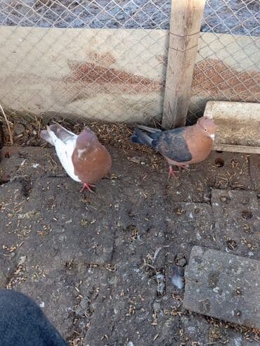 Cüt bəzək güvənçinləri - Növ: ev güvənçini (bəzək/uçuş üçün) - Say: 2