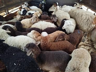 ağ kəklik: Qoyun və quzu sürüsü – müxtəlif rəng və cinslər - Şəkillərdə iri — 3