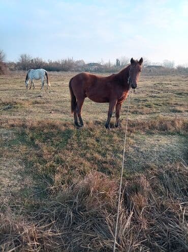 Gəmiricilər: Erkək, il: 2, Ünvandan götürmə — 8